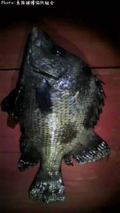 �ҥ�����