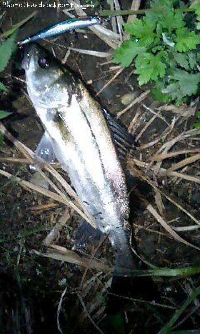 �����Х�