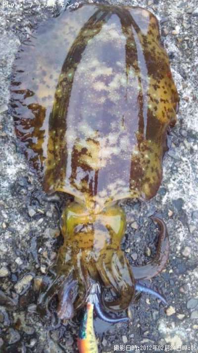 �����ꥤ��