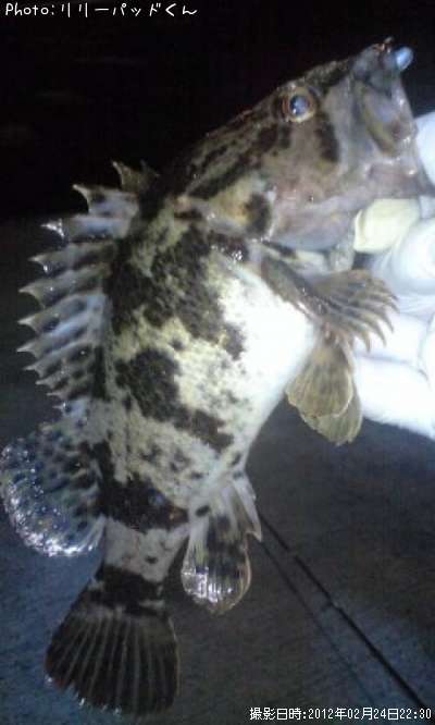 �ݤλ�²�����Ĺ�Ƿ�ʡ��ϡ���