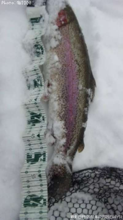 �ɥʥ�ɥ���