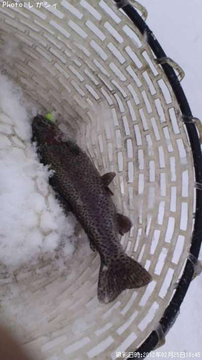 �쥤��ܡ��ȥ饦��