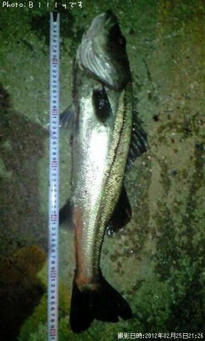 �����Х�