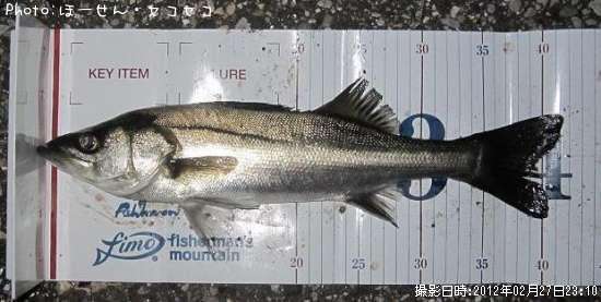 �����Х�