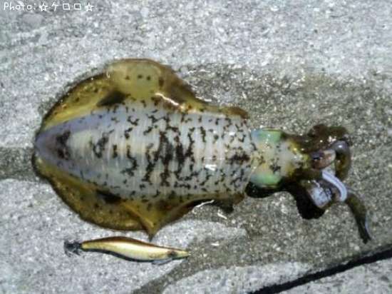 �����ꥤ��