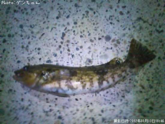 �����ʥ�