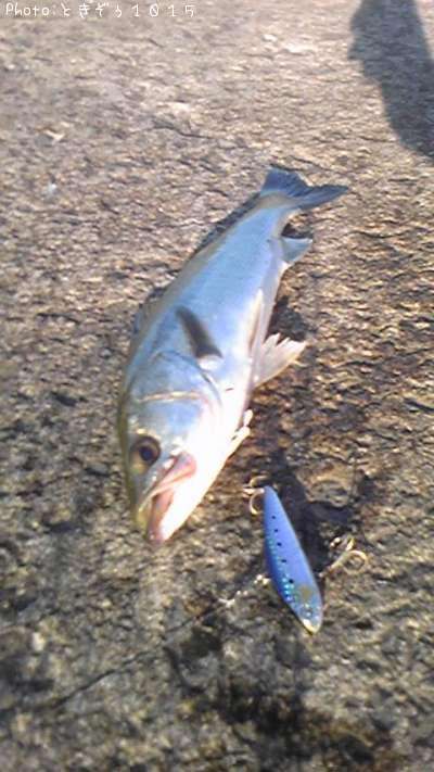 �����Х�