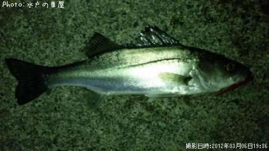 �����Х�