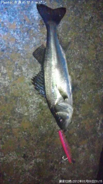 �����Х�