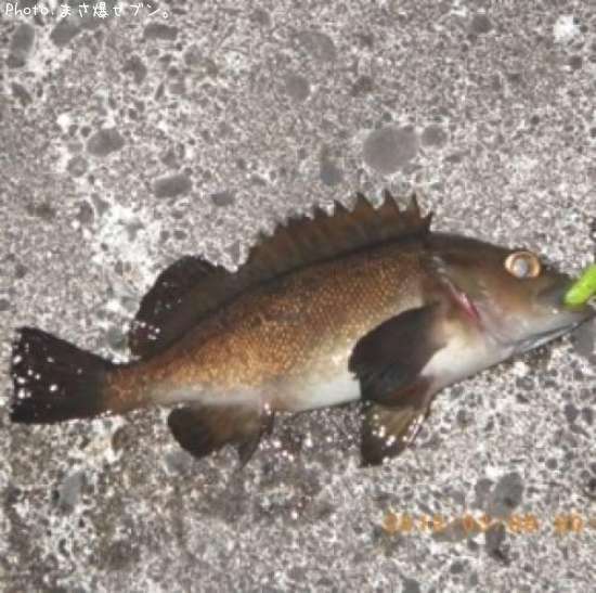 ������Х�