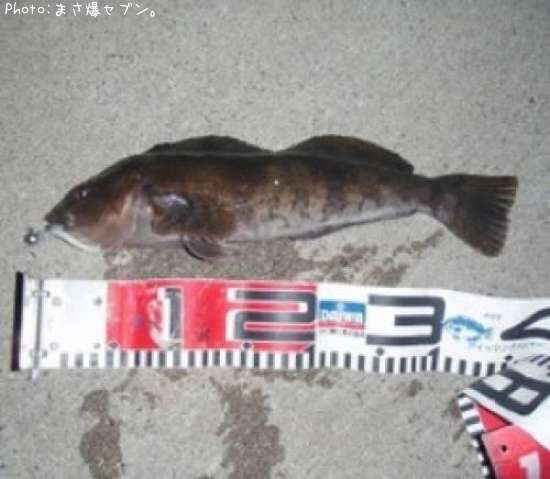 �����ʥ�