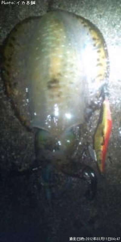 �����ꥤ��