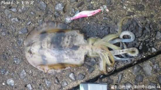 �����ꥤ��