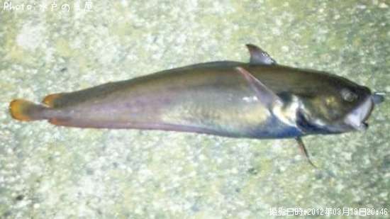 �������������ʥ�