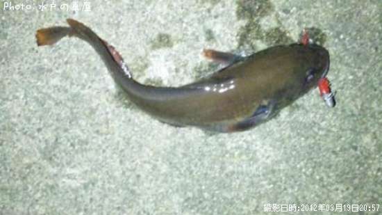 �������ʾС�