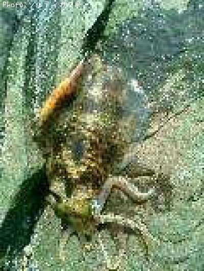 �����ꥤ��