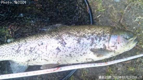 �ɥʥ�ɥ���