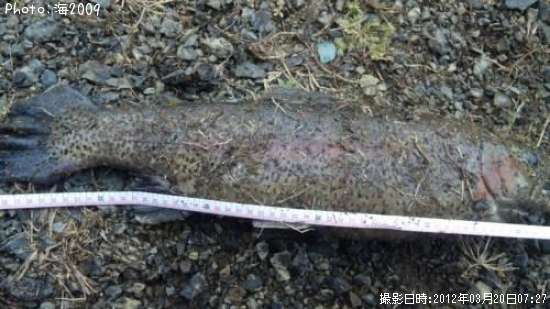 �ɥʥ�ɥ���