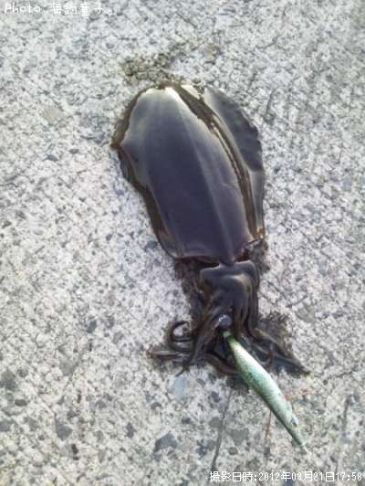 �����ꥤ��