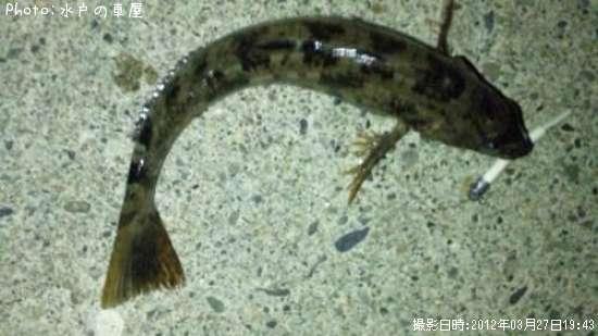 �����ʥ�