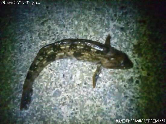 �����ʥ�