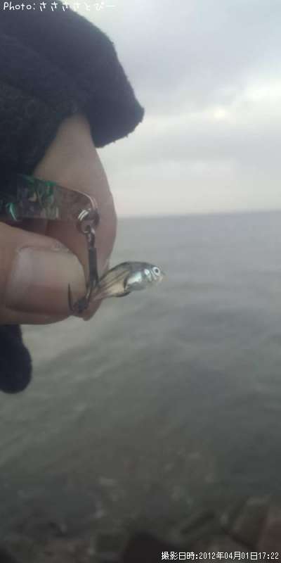 �ޥ�����