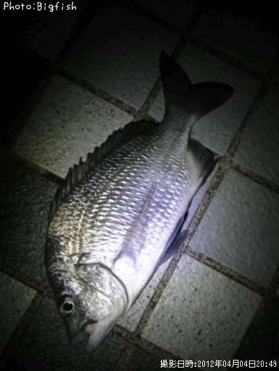 �ʥ�襦����