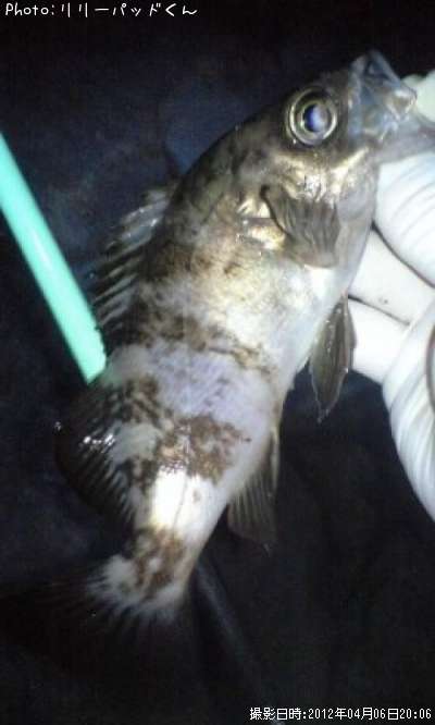 ��Х����