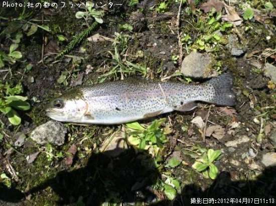 �쥤��ܡ��ȥ饦��