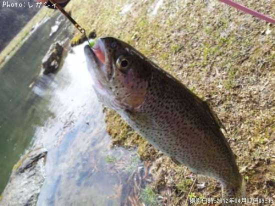 �쥤��ܡ��ȥ饦��