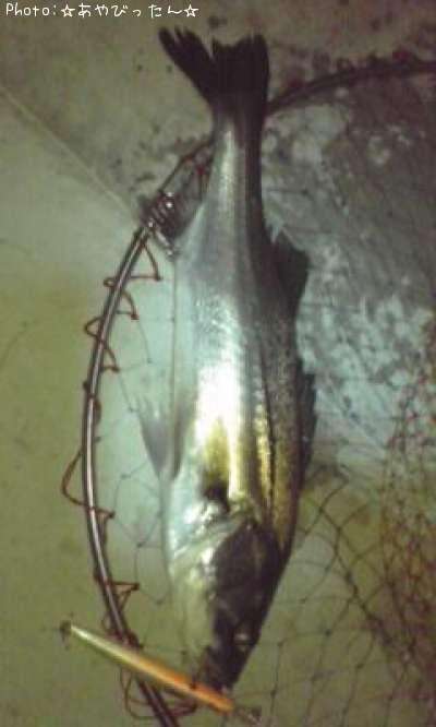 �����Х�