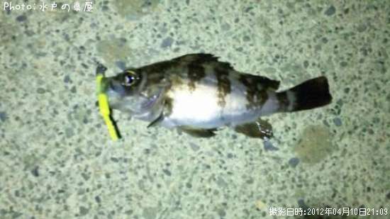 ������Х�