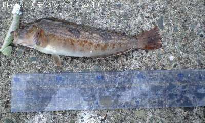 �����ʥ�