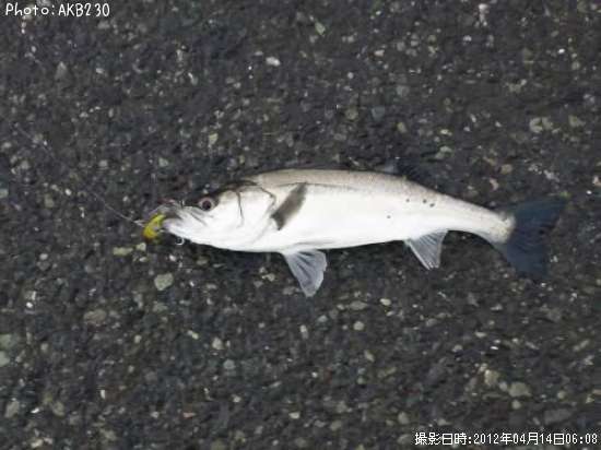 �����Х�