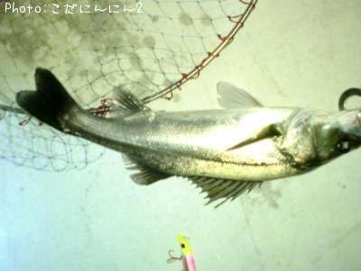 �����Х�