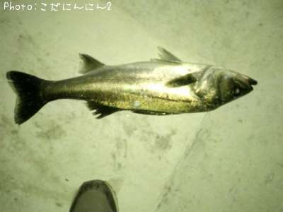 �����Х�