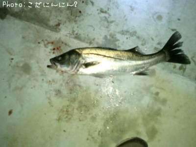 �����Х�