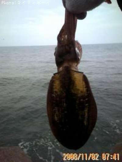 �����ꥤ��