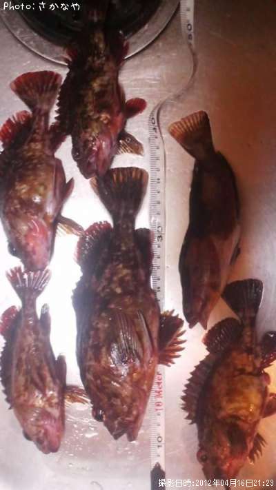 �����顡������