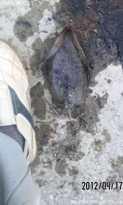 ����䥱����