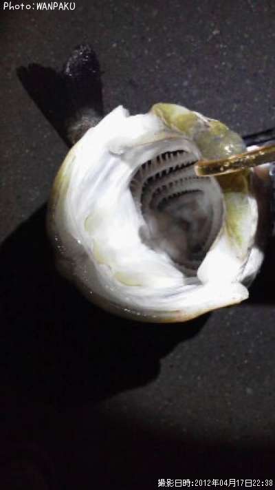 �����Х�