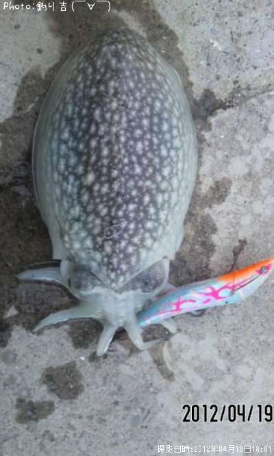 ����䥱����