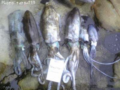 �����ꥤ��