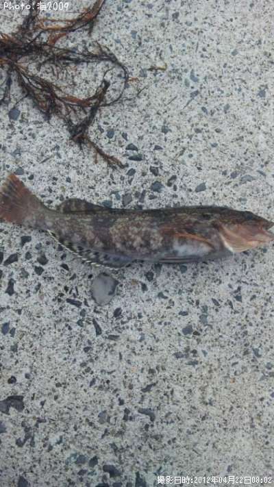 �����ʥ�