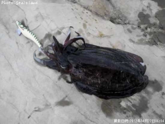 ��󥴥�����