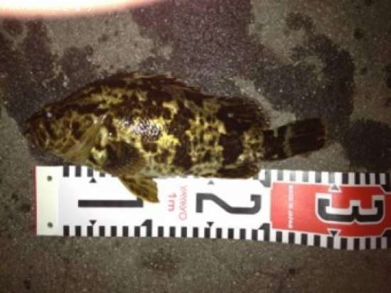 �٥å�������