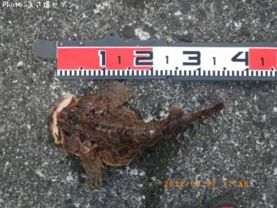 ���ॷ������