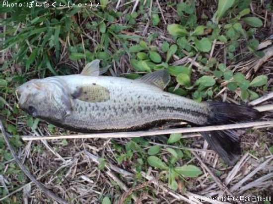 �֥�å��Х�