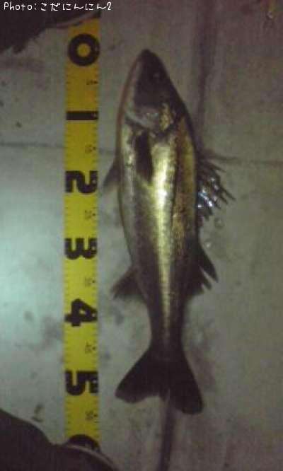 �����Х�