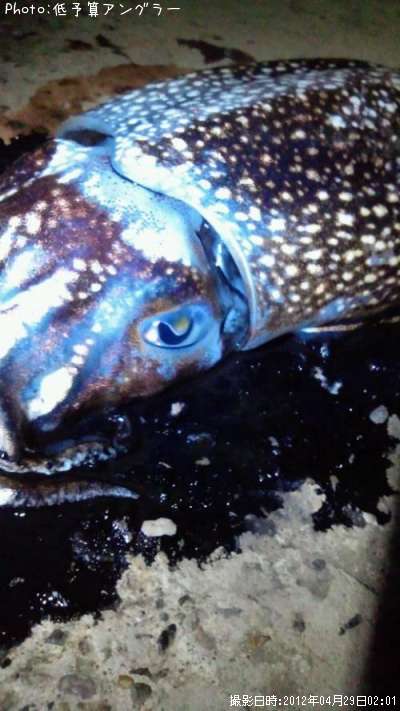 ����䥱����